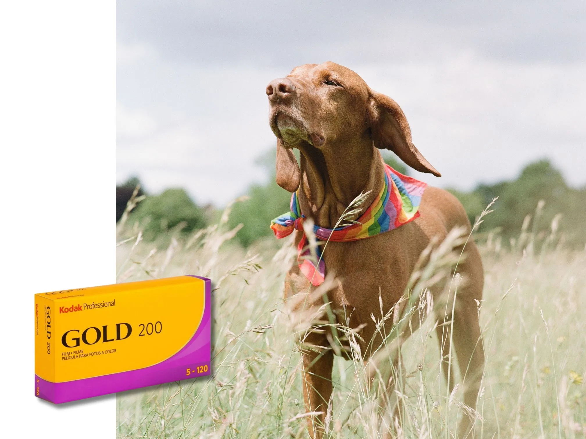 Colour 120 Film Bundle
