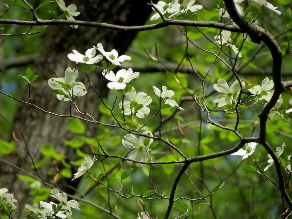 Flowering Dogwood Seed Bombs
