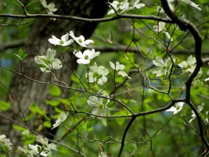 Flowering Dogwood Seed Bombs