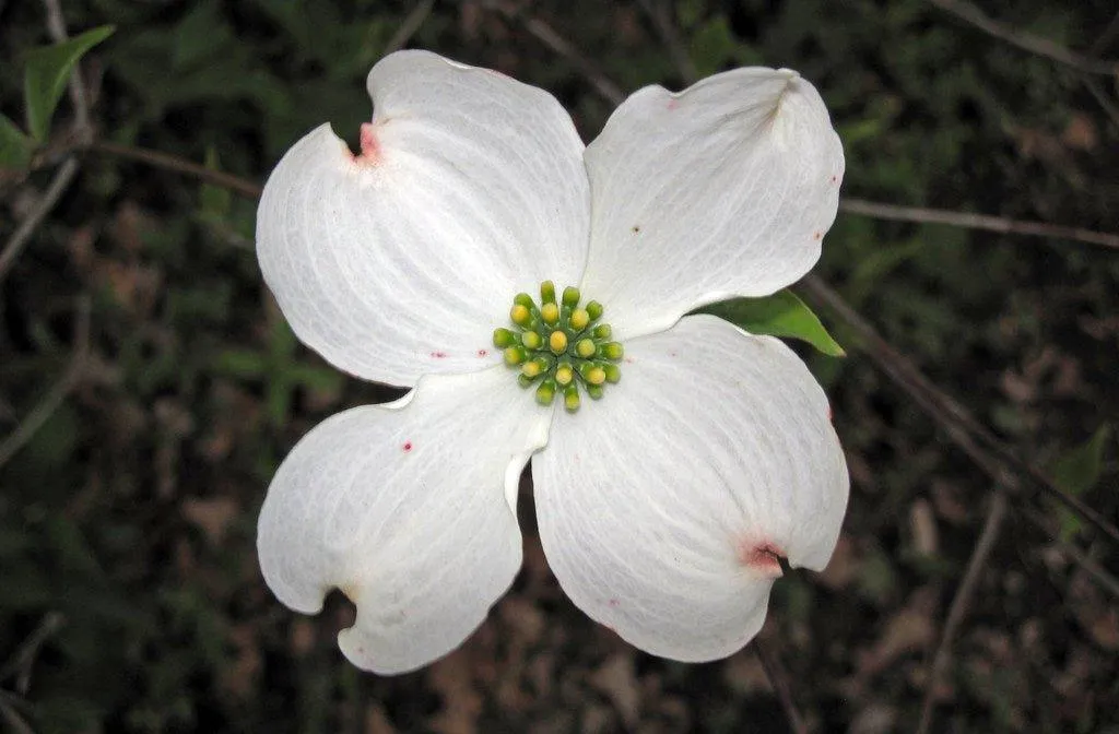 Flowering Dogwood Seed Bombs