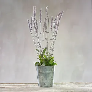 Lavender Bucket