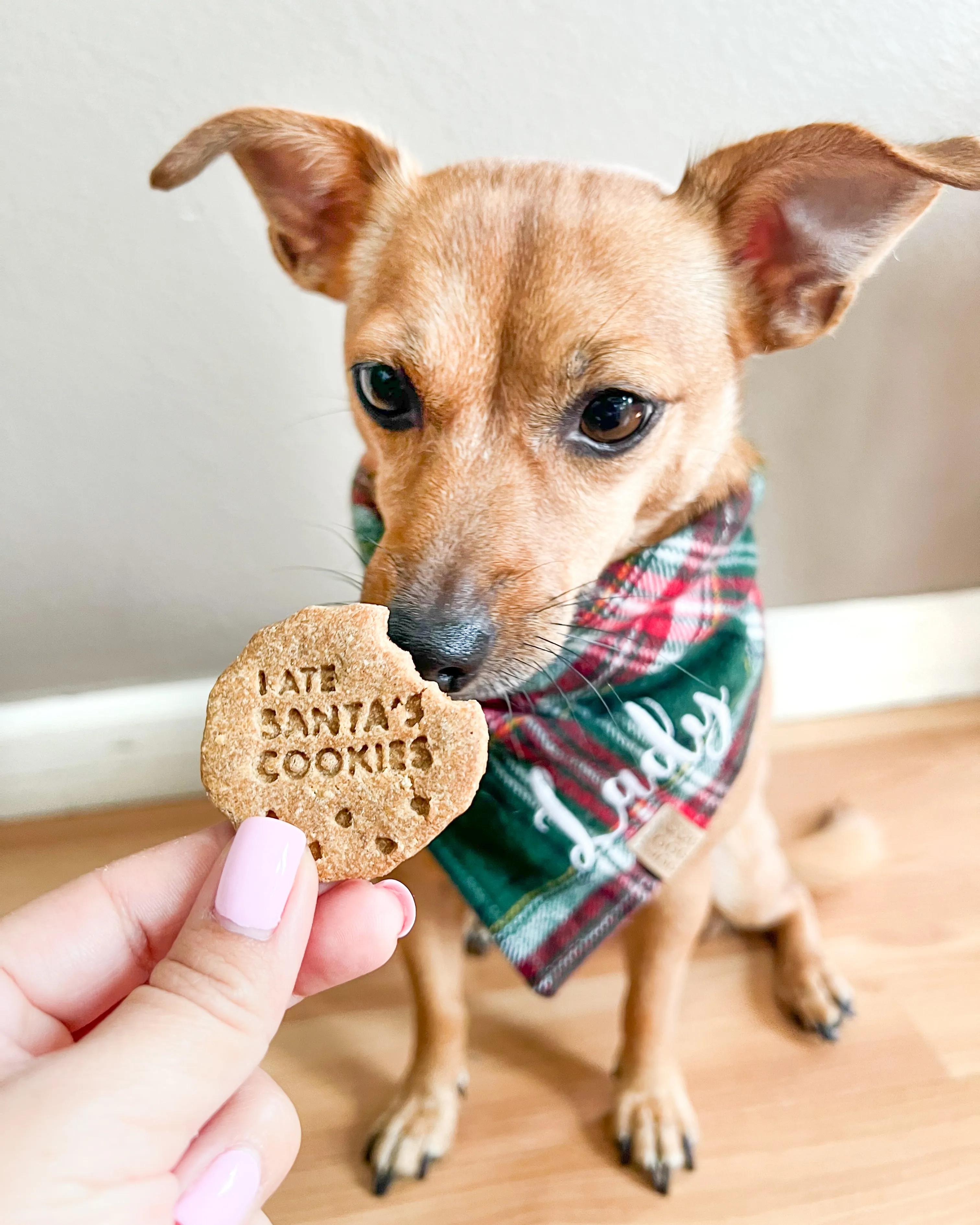 Milk & Cookies for Santa Dog Biscuit Cutters (BUNDLE of 3)
