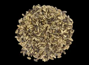 Milk Thistle Seed - Organic