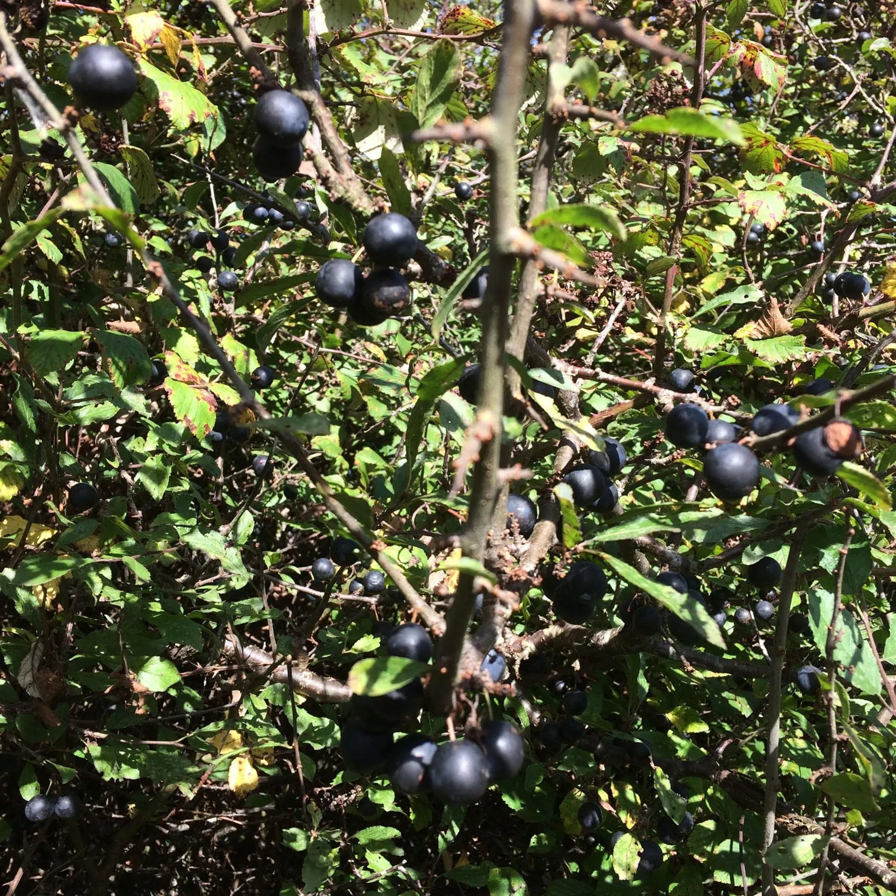 Sloe Gin and Sloe Port Kit with 2.5 litre bucket